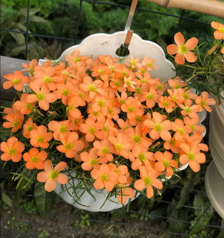 Gracilis Oxalis Live Plant - Ornamental Houseplant, 4 Inch Pot - Image 4