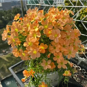 Gracilis Oxalis Live Plant - Ornamental Houseplant, 4 Inch Pot - Image 5