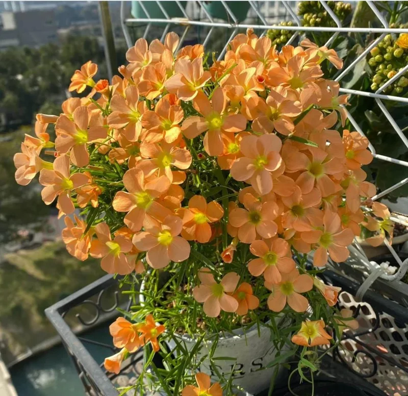 Gracilis Oxalis Live Plant - Ornamental Houseplant, 4 Inch Pot - Image 5