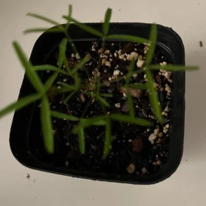 Gracilis Oxalis Live Plant - Ornamental Houseplant, 4 Inch Pot - Image 6