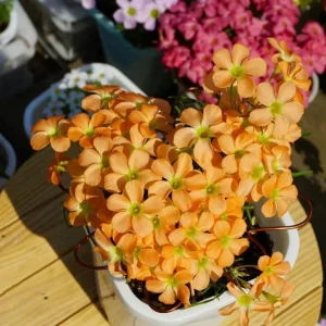 Gracilis Oxalis Live Plant - Ornamental Houseplant, 4 Inch Pot - Image 1