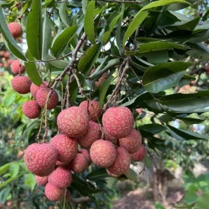 Grafted Red Lychee Tree Live Plant 4 Ft Tall in 3 Gal Pot - Sweet Fruit - Image 2