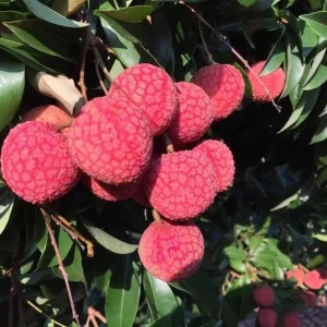 Grafted Red Lychee Tree Live Plant 4 Ft Tall in 3 Gal Pot - Sweet Fruit - Image 3