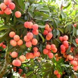 Grafted Red Lychee Tree Live Plant 4 Ft Tall in 3 Gal Pot - Sweet Fruit - Image 5