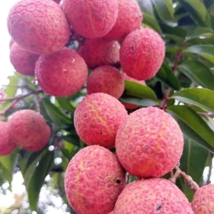 Grafted Red Lychee Tree Live Plant 4 Ft Tall in 3 Gal Pot - Sweet Fruit - Image 6