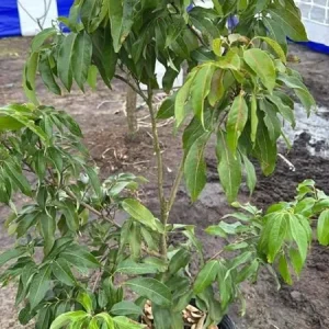 Grafted Red Lychee Tree Live Plant 4 Ft Tall in 3 Gal Pot - Sweet Fruit - Image 7