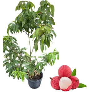 Grafted Red Lychee Tree Live Plant 4 Ft Tall in 3 Gal Pot - Sweet Fruit - Image 1