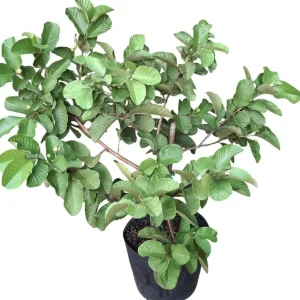 Grafted Ruby Guava Tree Live Plant 3-4 Ft Tall Sweet Red Guavas 3 Gallon Pot - Image 2