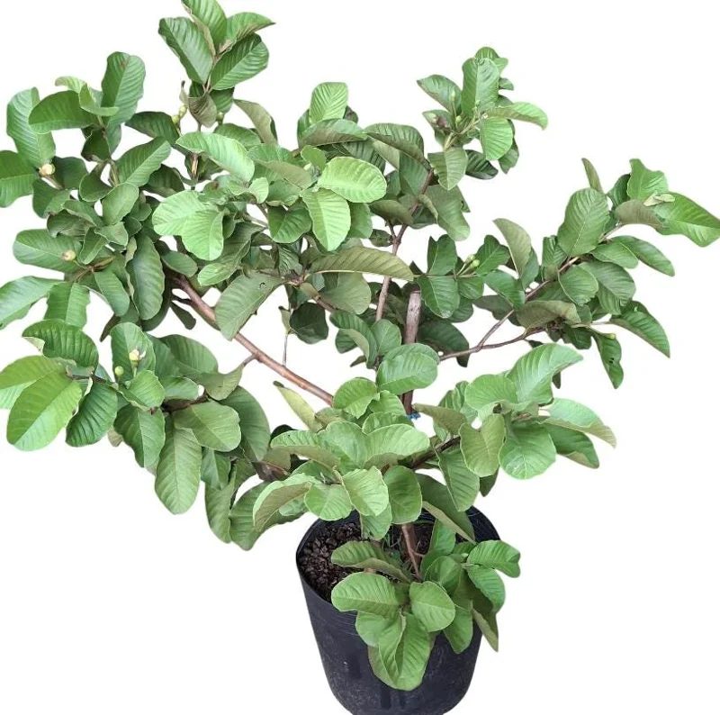 Grafted Ruby Guava Tree Live Plant 3-4 Ft Tall Sweet Red Guavas 3 Gallon Pot - Image 2