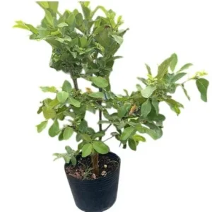 Grafted Ruby Guava Tree Live Plant 3-4 Ft Tall Sweet Red Guavas 3 Gallon Pot - Image 4