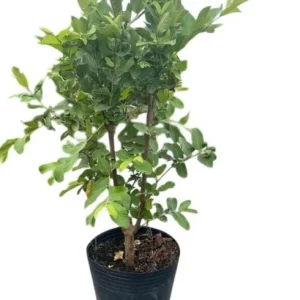 Grafted Ruby Guava Tree Live Plant 3-4 Ft Tall Sweet Red Guavas 3 Gallon Pot - Image 5