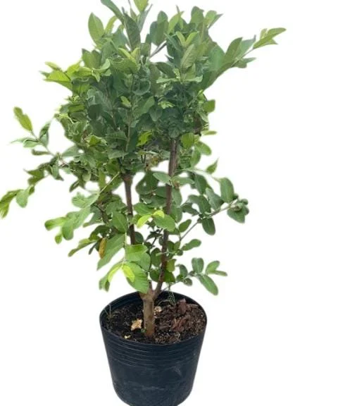 Grafted Ruby Guava Tree Live Plant 3-4 Ft Tall Sweet Red Guavas 3 Gallon Pot - Image 5