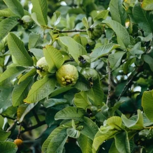 Grafted Ruby Guava Tree Live Plant 3-4 Ft Tall Sweet Red Guavas 3 Gallon Pot - Image 6