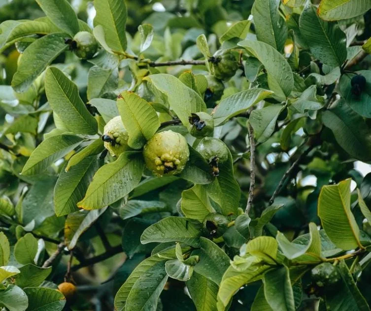 Grafted Ruby Guava Tree Live Plant 3-4 Ft Tall Sweet Red Guavas 3 Gallon Pot - Image 6