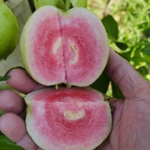 Grafted Ruby Guava Tree Live Plant 3-4 Ft Tall Sweet Red Guavas 3 Gallon Pot - Image 7