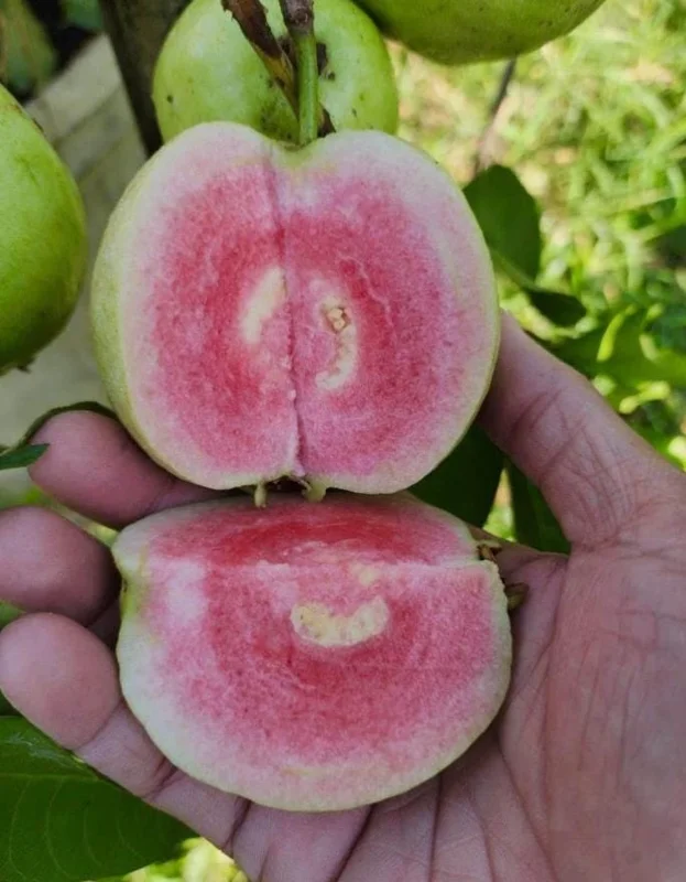 Grafted Ruby Guava Tree Live Plant 3-4 Ft Tall Sweet Red Guavas 3 Gallon Pot - Image 7