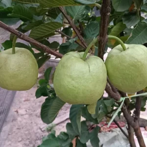 Grafted Ruby Guava Tree Live Plant 3-4 Ft Tall Sweet Red Guavas 3 Gallon Pot - Image 8