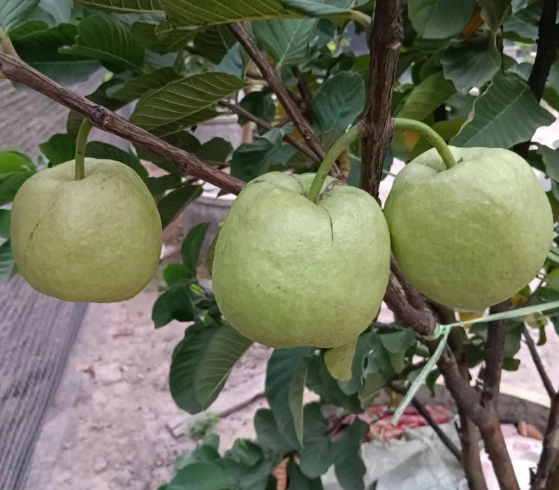 Grafted Ruby Guava Tree Live Plant 3-4 Ft Tall Sweet Red Guavas 3 Gallon Pot - Image 8