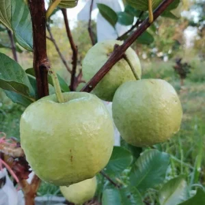Grafted Ruby Guava Tree Live Plant 3-4 Ft Tall Sweet Red Guavas 3 Gallon Pot - Image 9
