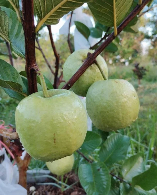 Grafted Ruby Guava Tree Live Plant 3-4 Ft Tall Sweet Red Guavas 3 Gallon Pot - Image 9