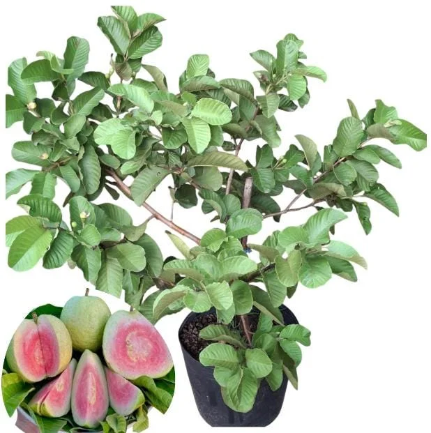 Grafted Ruby Guava Tree Live Plant 3-4 Ft Tall Sweet Red Guavas 3 Gallon Pot - Image 1