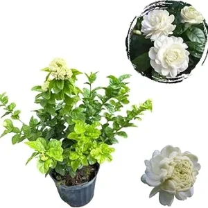 Grand Duke Jasmine Live Plant - Fragrant Double White Bush 2-3 Ft Tall in 3 Gallon Pot - Image 3