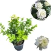 Grand Duke Jasmine Live Plant - Fragrant Double White Bush 2-3 Ft Tall in 3 Gallon Pot - Image 1