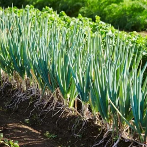 Green Onion Live Starter Plant - 15 Bare Roots ShanDong Onion, 4-8 Inch Tall, Outdoor - Image 3