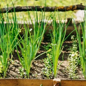 Green Onion Live Starter Plant - 15 Bare Roots ShanDong Onion, 4-8 Inch Tall, Outdoor - Image 6