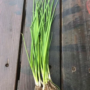 Green Onion Live Starter Plant - 15 Bare Roots ShanDong Onion, 4-8 Inch Tall, Outdoor - Image 8
