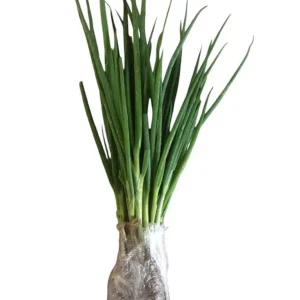 Green Onion Live Starter Plant - 15 Bare Roots ShanDong Onion, 4-8 Inch Tall, Outdoor - Image 9
