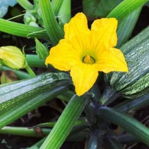 Green Zucchini Live Starter Plants - Set of 2 Seedlings - 3-5 Inch Tall - Image 10