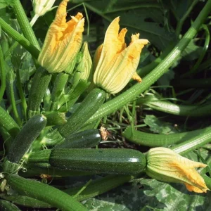 Green Zucchini Live Starter Plants - Set of 2 Seedlings - 3-5 Inch Tall - Image 2