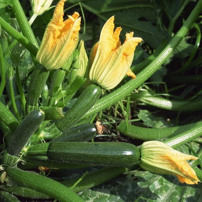 Green Zucchini Live Starter Plants - Set of 2 Seedlings - 3-5 Inch Tall - Image 2