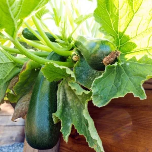 Green Zucchini Live Starter Plants - Set of 2 Seedlings - 3-5 Inch Tall - Image 3