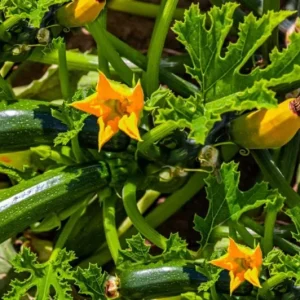 Green Zucchini Live Starter Plants - Set of 2 Seedlings - 3-5 Inch Tall - Image 8