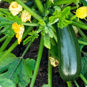 Green Zucchini Live Starter Plants - Set of 2 Seedlings - 3-5 Inch Tall - Image 1
