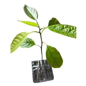 Hass Avocado Live Starter Plant – Cold Hardy Tree Seedling – 4 to 8 Inch Tall – 4 Inch Pot - Image 10