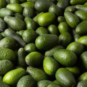 Hass Avocado Live Starter Plant – Cold Hardy Tree Seedling – 4 to 8 Inch Tall – 4 Inch Pot - Image 4