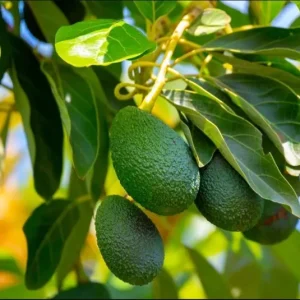 Hass Avocado Live Starter Plant – Cold Hardy Tree Seedling – 4 to 8 Inch Tall – 4 Inch Pot - Image 8