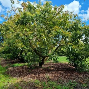 Hass Avocado Live Starter Plant – Cold Hardy Tree Seedling – 4 to 8 Inch Tall – 4 Inch Pot - Image 9