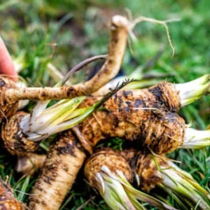 Horseradish Plant Bare Roots, Armoracia Rusticana, 2-Pack, 4-8 Inches Tall, Outdoor - Image 2