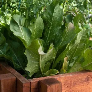 Horseradish Plant Bare Roots, Armoracia Rusticana, 2-Pack, 4-8 Inches Tall, Outdoor - Image 4