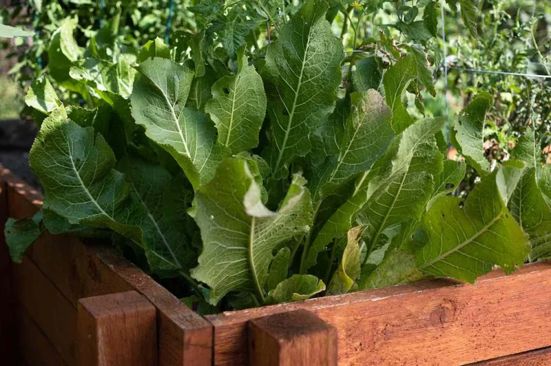 Horseradish Plant Bare Roots, Armoracia Rusticana, 2-Pack, 4-8 Inches Tall, Outdoor - Image 4