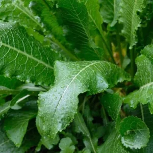 Horseradish Plant Bare Roots, Armoracia Rusticana, 2-Pack, 4-8 Inches Tall, Outdoor - Image 5