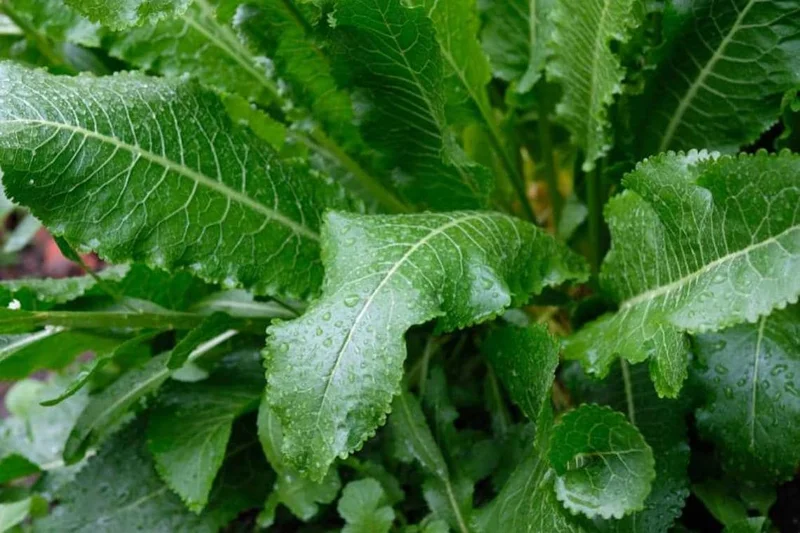 Horseradish Plant Bare Roots, Armoracia Rusticana, 2-Pack, 4-8 Inches Tall, Outdoor - Image 5