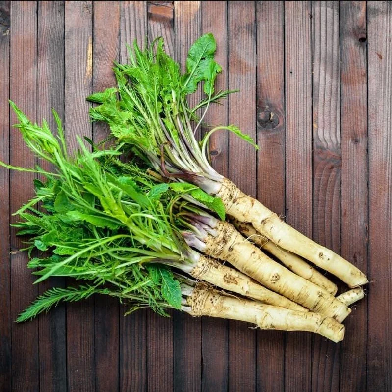 Horseradish Plant Bare Roots, Armoracia Rusticana, 2-Pack, 4-8 Inches Tall, Outdoor - Image 8