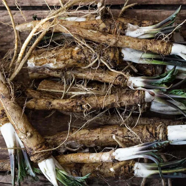 Horseradish Plant Bare Roots, Armoracia Rusticana, 2-Pack, 4-8 Inches Tall, Outdoor - Image 9