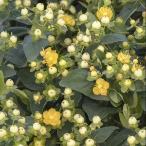 Hypericum Globo Champagne Live Starter Plant – Well-Rooted, 1-3