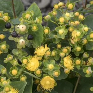Hypericum Globo Champagne Live Starter Plant – Well-Rooted, 1-3